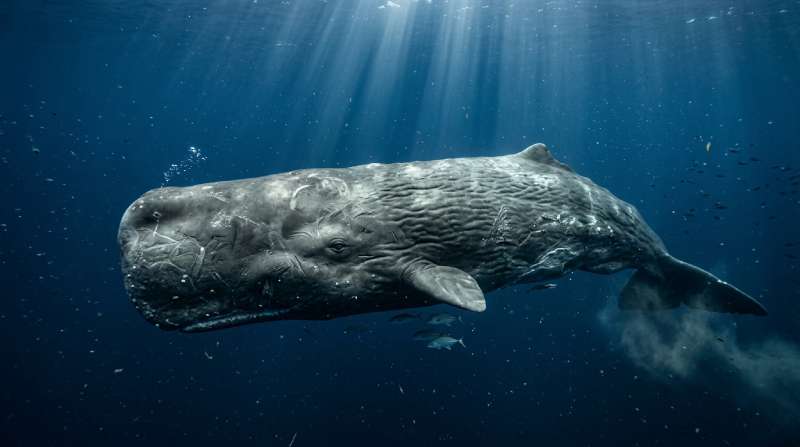 Pesquisadores Identificam Padrões de Comunicação Semelhantes à Fala Humana em Cliques de Baleias Cachalote