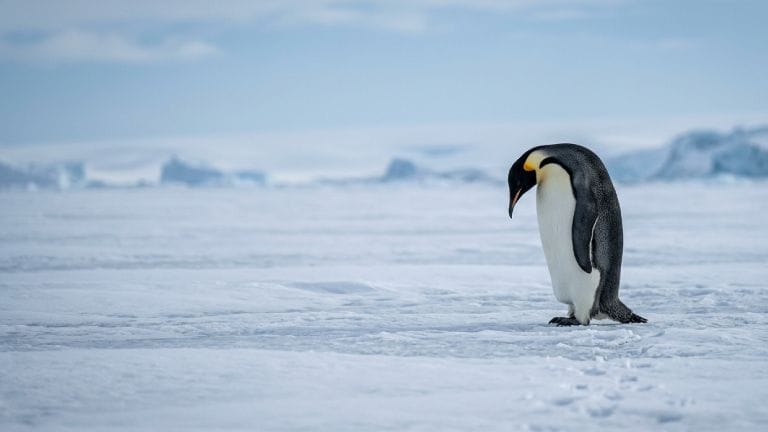 Pinguins Imperadores da Antártica São Oficialmente Considerados Ameaçados de Extinção