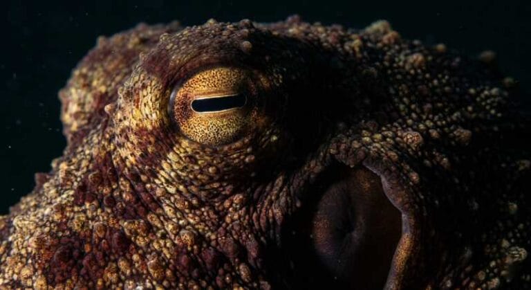 Polvos gigantes habitaram os mares do cretáceo