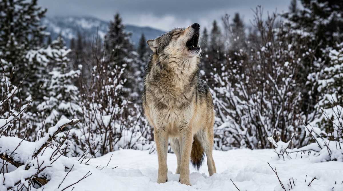 A densidade populacional de lobos na zona de exclusão de Chernobyl é desproporcional.