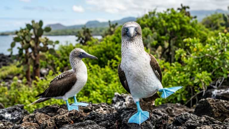 Ritmo Universal na Natureza: 2 Batidas por Segundo