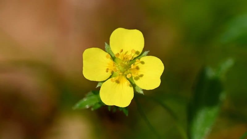 The Wild Flower That Can Fight Super-Resistant Bacteria