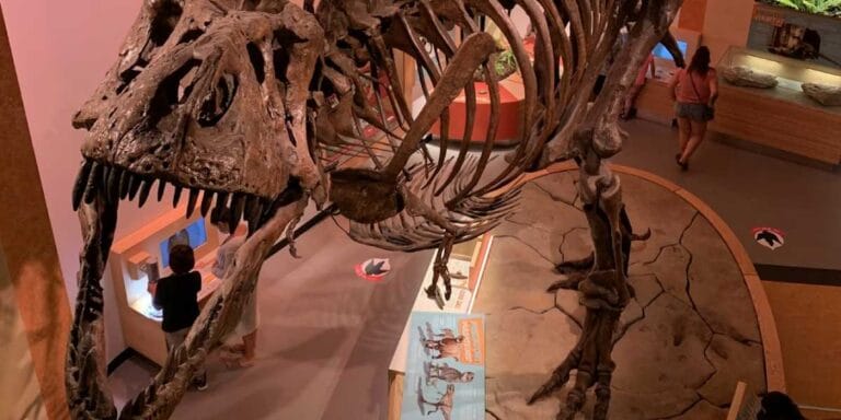 Um T. rex ferido deixou para trás vestígios microscópicos de seus vasos sanguíneos em cicatrização—agora revelando segredos da sobrevivência dos dinossauros 66 milhões de anos depois.