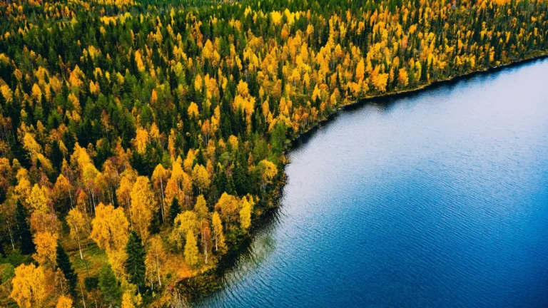 Florestas Antigas em Doggerland Revelam Novo Capítulo da Pré-História Europeia