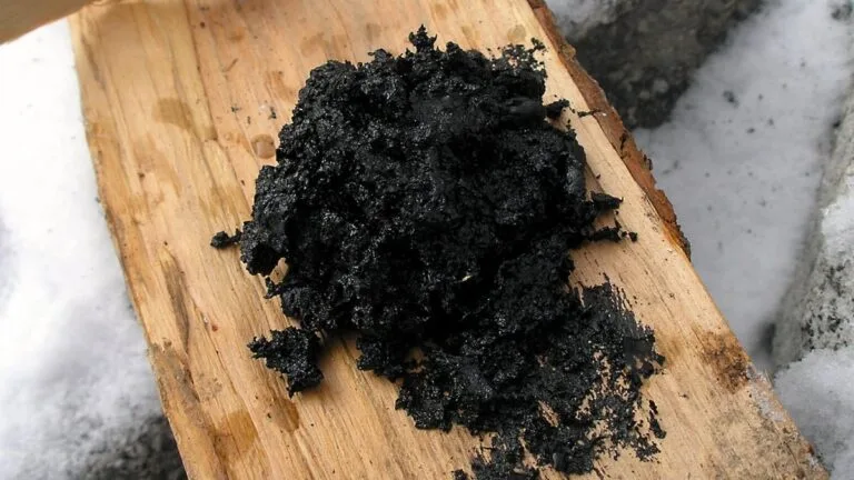 Neandertais Usaram Betume de Bétula como Medicina Antibacteriana, Sugere Estudo