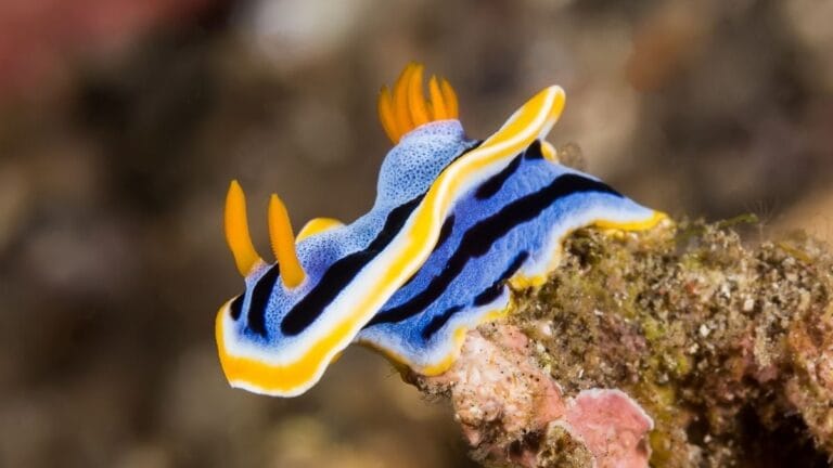 Nudibrânquios como Chromodoris annae se destacam por suas cores vibrantes e formas variadas (SirWat/iStock/Getty Images)