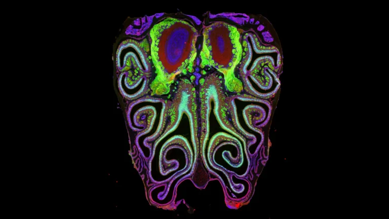 Cientistas Revelam Mapa Oculto do Olfato em Ratos
