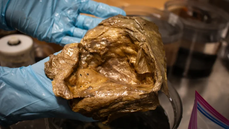 Cientistas resolvem mistério do estranho ‘orb’ dourado encontrado a 3.250 metros de profundidade