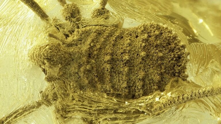 Cientistas Descobrem Nova Espécie de Aracnídeo Preservada em Âmbar de 35 Milhões de Anos