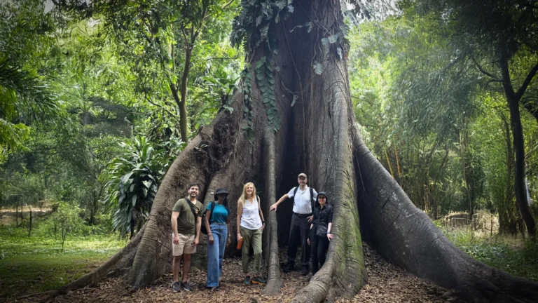 Florestas da África se tornam fonte de carbono em vez de sumidouro