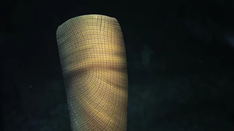 Mistério de fóssil de 160 milhões de anos é solucionado