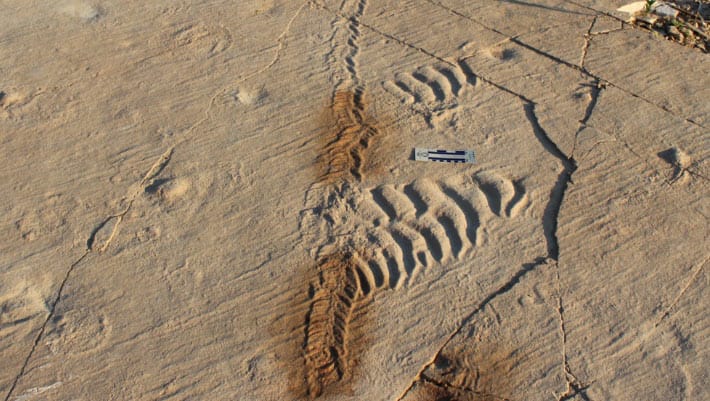O rastro de molusco Climactichnites blackberriensis (Cb), presumivelmente parando para se alimentar de um escifozoário (água-viva) que havia sido levado para a costa. CS = fragmentos de um escifozoário; DS = escifozoário em decomposição; R = marcas de ondulação; S = escifozoário.