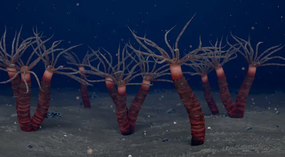 Fósseis de 450 Milhões de Anos Revelam Relacionado Estranho a Água-Viva