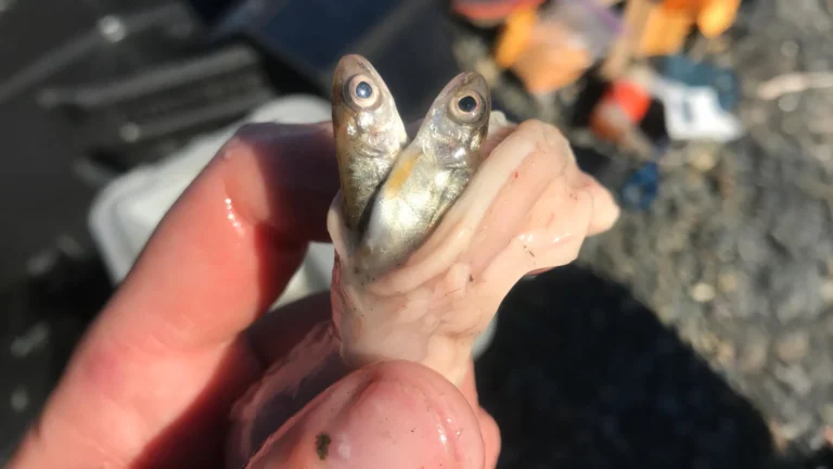 Aquecimento das águas potencializa predador invasor de salmão no Alasca