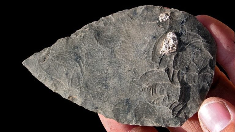 Uma ponta de pedra de obsidiana encontrada no sítio, com raízes de plantas fossilizadas aderidas. (Tim White)