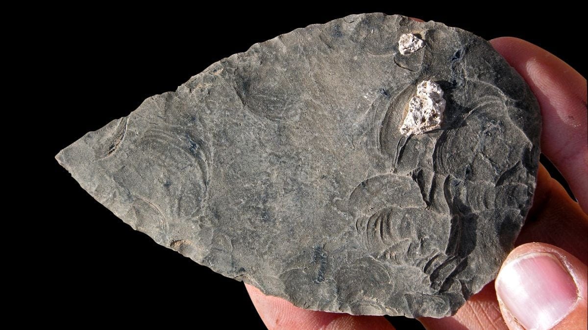 Uma ponta de pedra de obsidiana encontrada no sítio, com raízes de plantas fossilizadas aderidas. (Tim White)