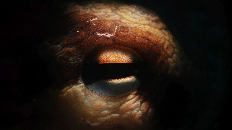 Octopuses Gigantescos Habitaram os Mares do Cretáceo