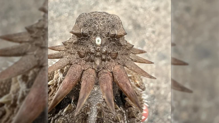 Origem surpreendente dos olhos humanos remete a um ancestral ciclope