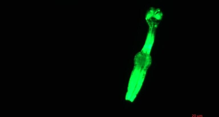 Worms Microscópicos Podem Ajudar Astronautas a Sobreviver no Espaço Profundo