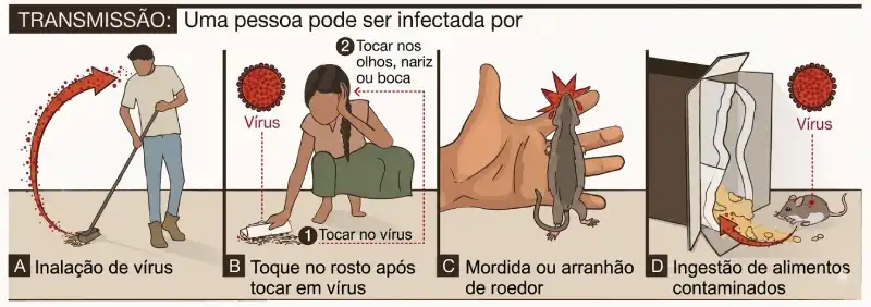A exposição a roedores infectados ou a superfícies, ar, materiais de ninho ou alimentos contaminados representa um risco para a transmissão do hantavírus.