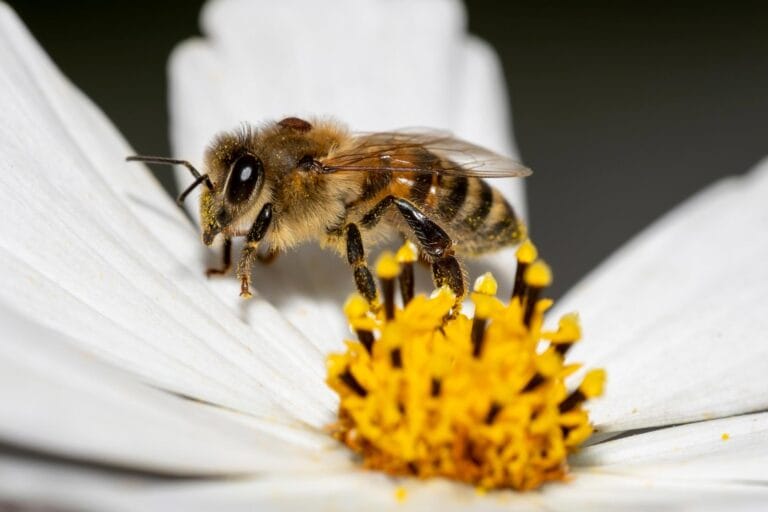 Cientistas identificam abelhas híbridas na Califórnia que combatem ácaros