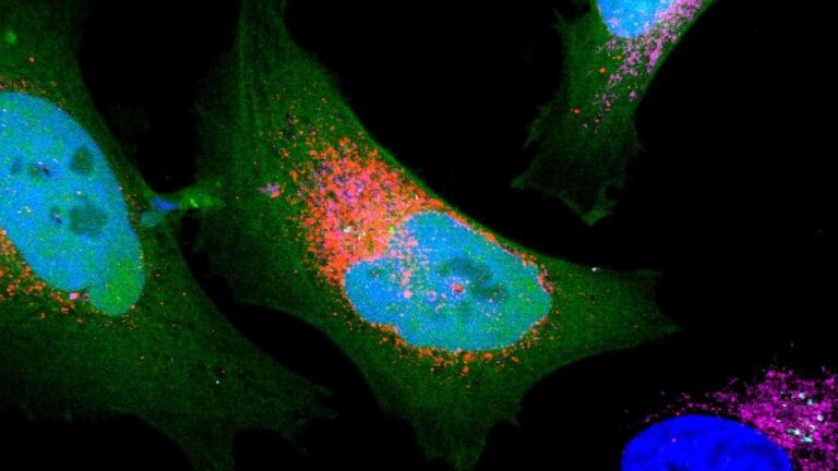 Estudo revela nova camada do genoma humano com microproteínas