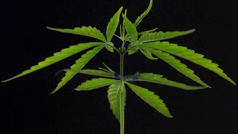Estudo relaciona cannabis a menor peso e risco de diabetes em camundongos
