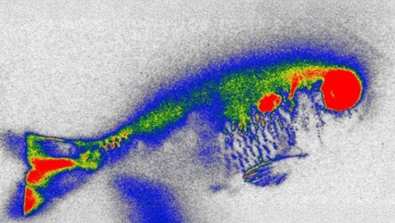 Antibióticos proibidos encontrados em peixes no Brasil