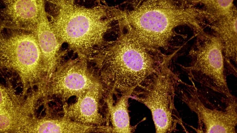 Estudo revela potencial de regeneração em mamíferos