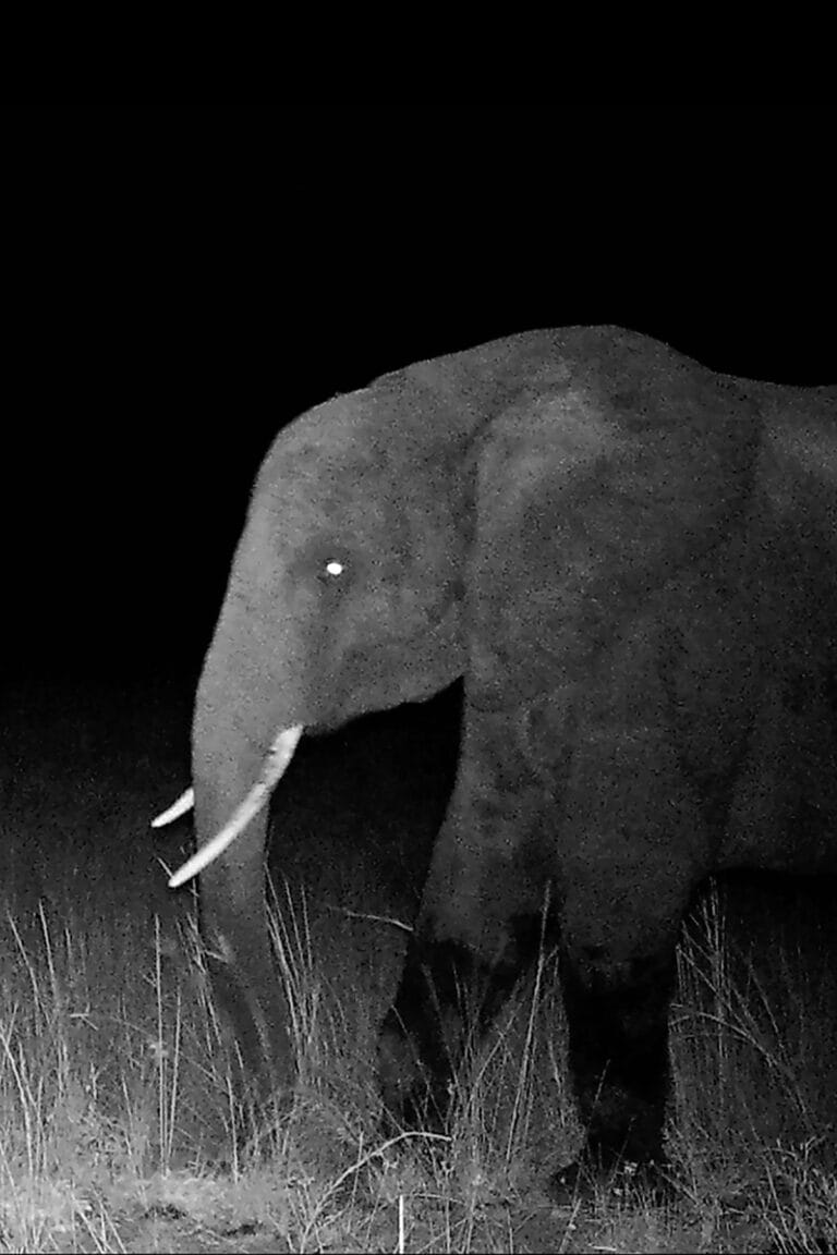 Elefantes fantasmas de Angola têm linhagem genética única