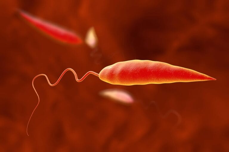 Estudo revela troca de DNA entre parasitas Leishmania