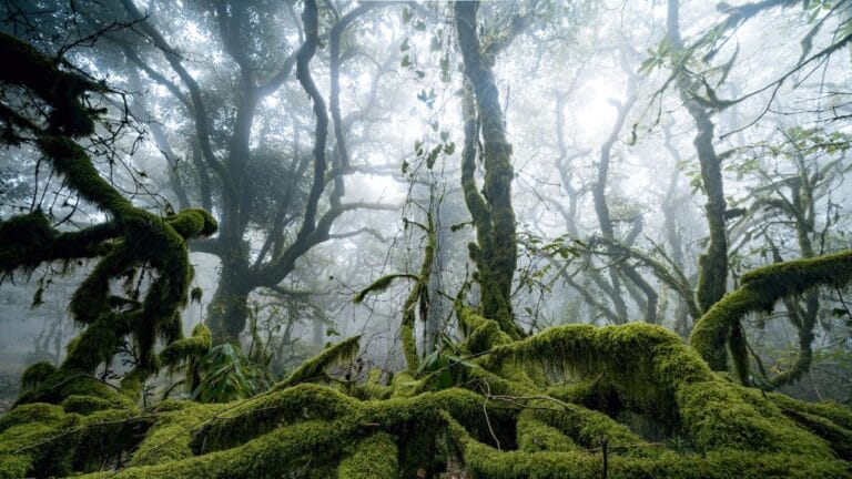Pesquisadores descobrem bactérias em gotículas de neblina
