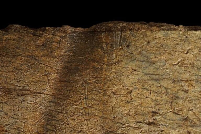 Close-up of cut marks on a fossil bone, produced by stone tools during butchering. Credit: Sharon Kuo.