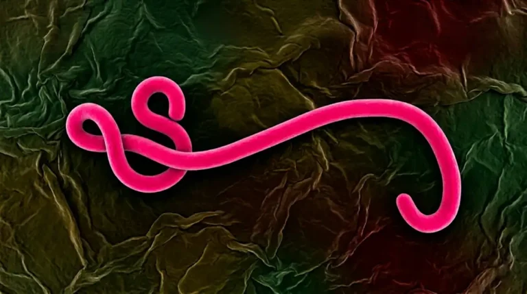 Ilustração do vírus ebola.