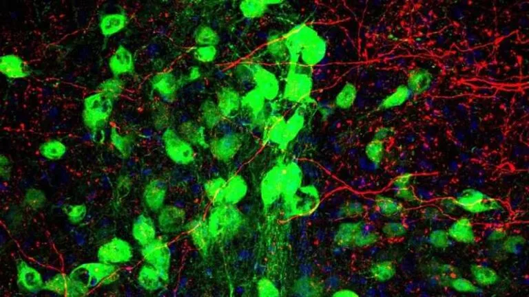 An intermediary thalamic relay station (incoming neurons in red, outgoing neurons in green). (Kuno et al., Cell Rep., 2026)
