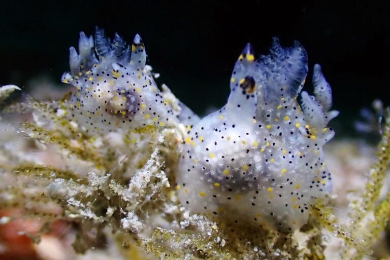 Cientistas descobrem molusco menor que semente de gergelim em Taiwan