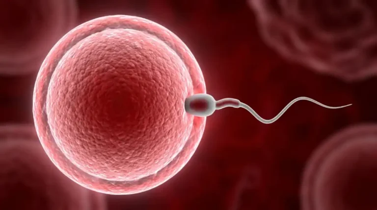 Transplante Inédito Restaura Produção de Espermatozoides em Paciente com Tecido Testicular Congelado na Infância