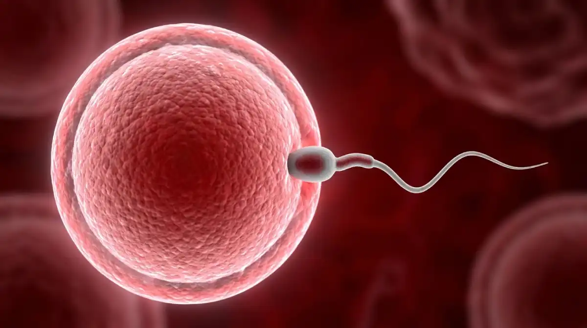 Transplante Inédito Restaura Produção de Espermatozoides em Paciente com Tecido Testicular Congelado na Infância