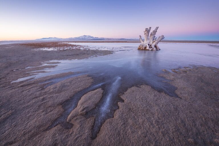 Cientistas descrevem novo nematódeo no Grande Lago Salgado