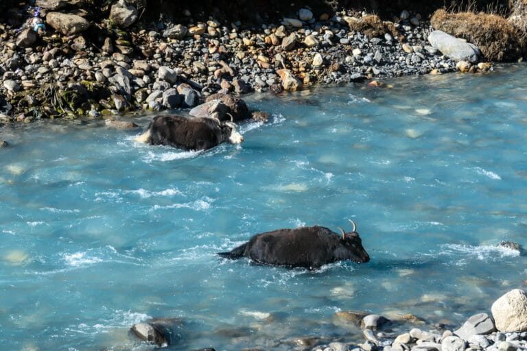 Estudo aponta instabilidade crescente em rios do Himalaia