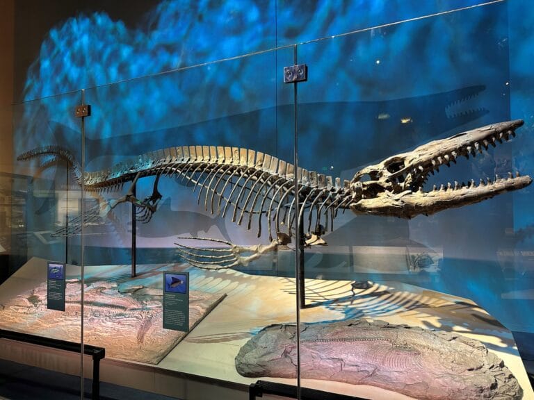 Cientistas identificam Tylosaurus rex, novo mosassauro gigante