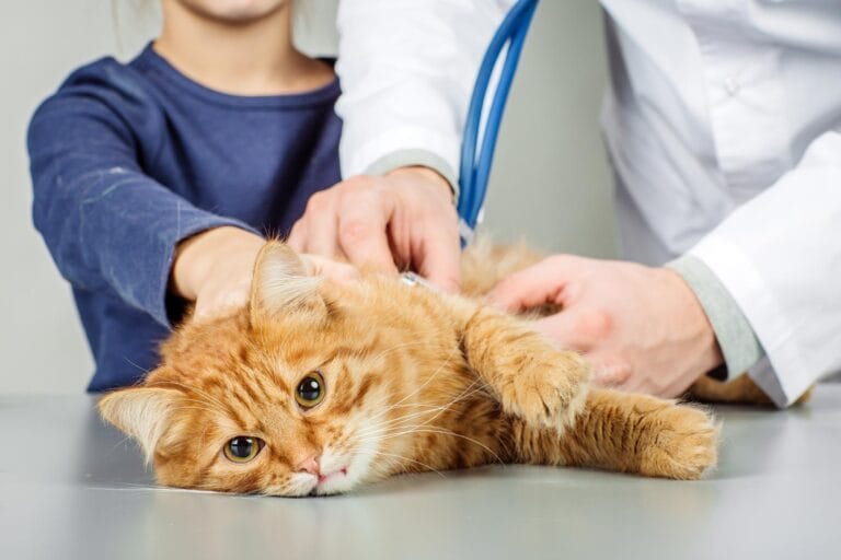 Estudo revela acúmulo de gorduras incomuns em rins de gatos