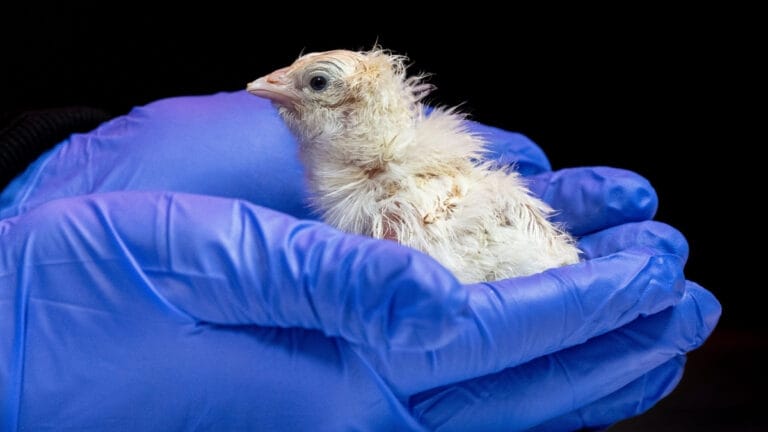 Colossal Biosciences cria filhotes em cascas de ovos artificiais