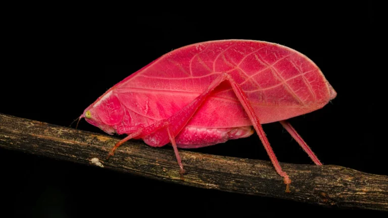 Katydid tropical transforma cor de rosa em verde em 11 dias