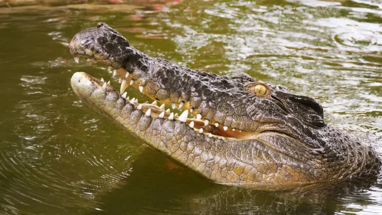 DNA revela mistério de crocodilos extintos nas Seychelles