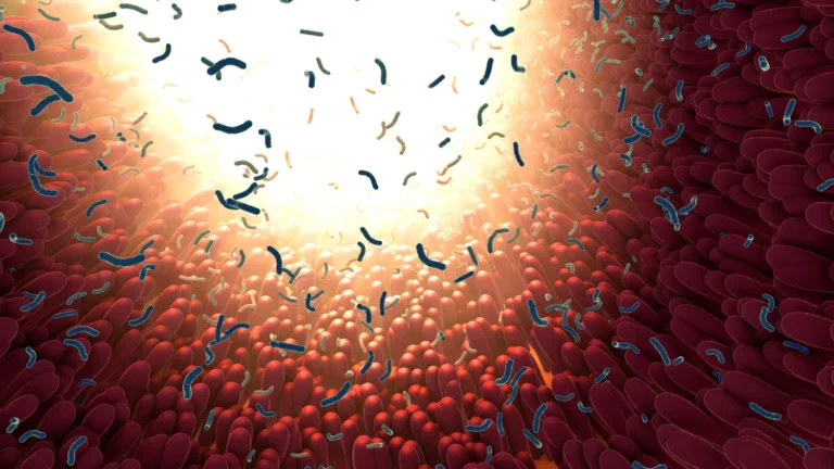 Estudo associa partículas intestinais ao envelhecimento e doenças