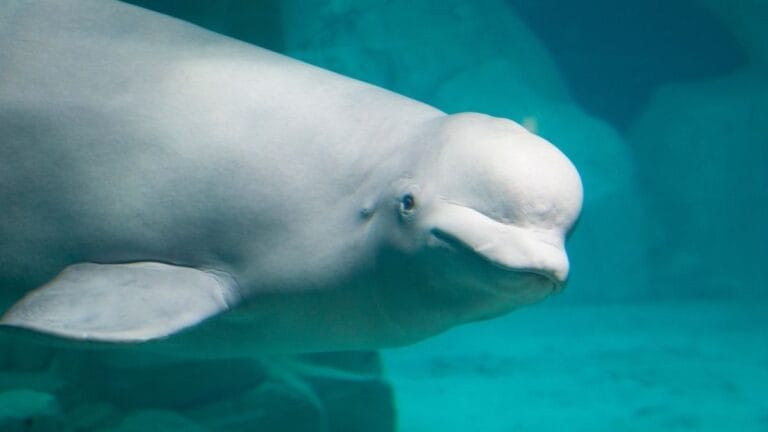 Baleias beluga mostram sinais de inteligência avançada