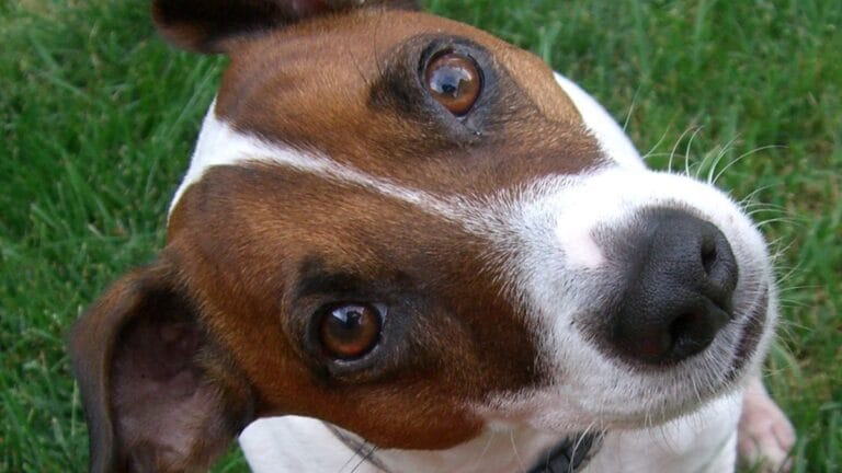 Estudo revela quando cérebros de cães encolheram e aponta para influência humana