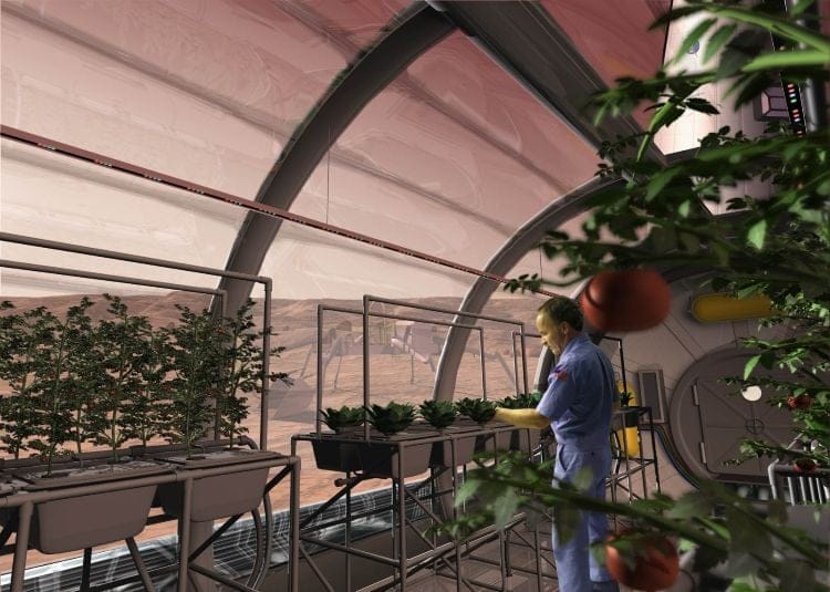 Fungos podem tornar solo de Marte fértil para cultivo