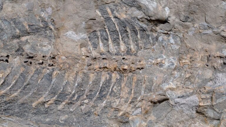 Fóssil de anfíbio raro é encontrado na Austrália